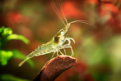 Close-up of insect on plant