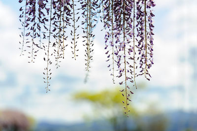 Close-up of purple flowering plant against sky