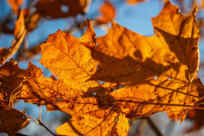 Close-up of yellow maple leaves during autumn