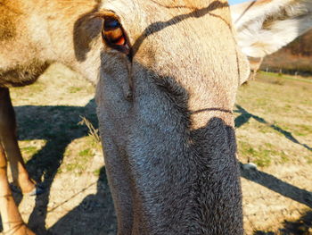 Close-up of horse