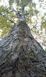 Low angle view of tree in forest