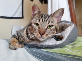 Close-up portrait of tabby cat