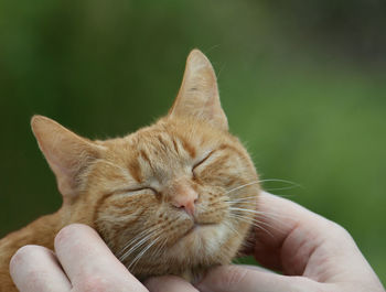 Close-up of a cat being scratched