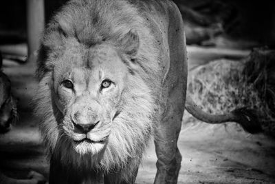 Portrait of lion in zoo