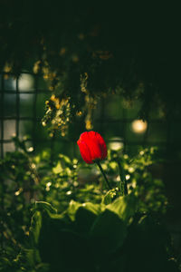 Close-up of red flowering plant