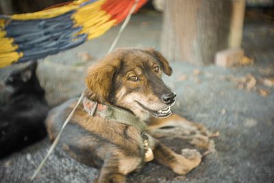 Close-up of dog looking away