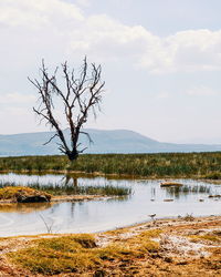 Colour algae along the shores of lake nakuru, rift valley, kenya