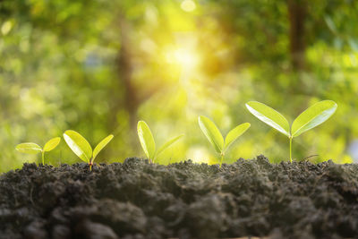 Little green seedlings growing in soil against blurred background. grow business - financial