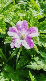 Close-up of purple flowers