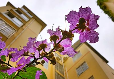 Low angle view of purple flowers blooming against sky