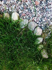 Close-up view of grass