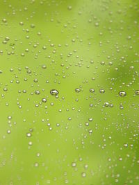 Full frame shot of water drops on leaf