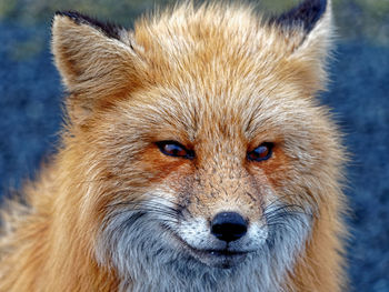 Close-up portrait of cat