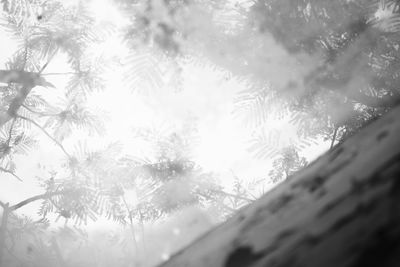 Low angle view of frozen trees against sky