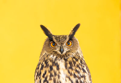 Close-up portrait of owl