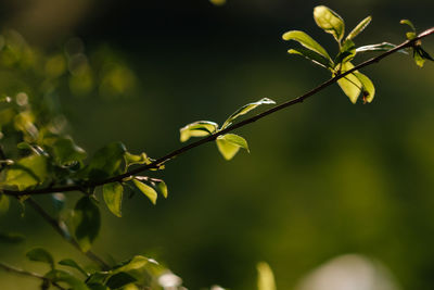 Close-up of flowering plant
