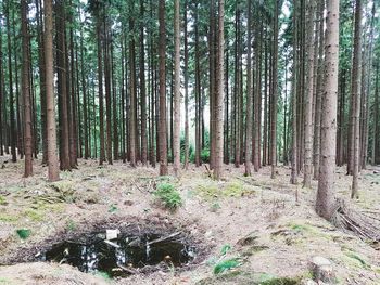 Trees growing in forest