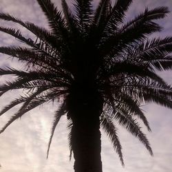 palm tree