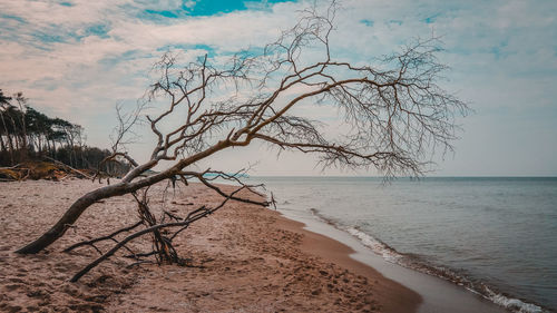 Bare tree on beach against sky