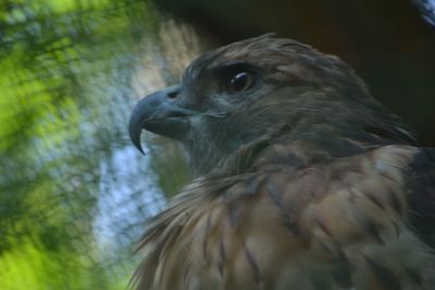 Close-up of eagle