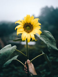 Close-up of hand holding yellow flower