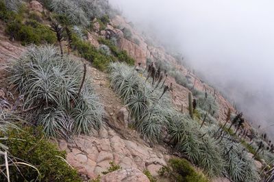 Low angle view of tree mountain against sky