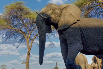 Elephant standing on field