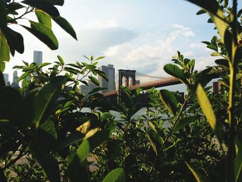 Low angle view of trees against sky