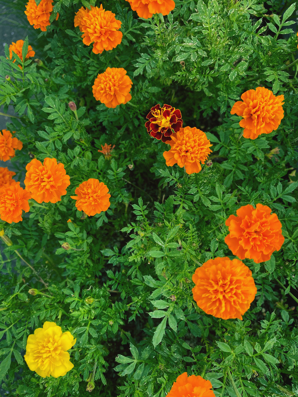 HIGH ANGLE VIEW OF FLOWERING PLANTS