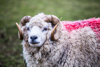 Close-up portrait of sheep on land