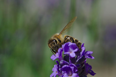 Close-up of bee pollinating on purple flower