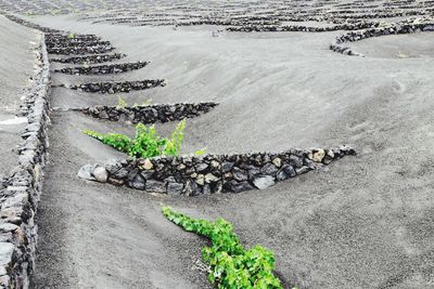 Plants growing in farm