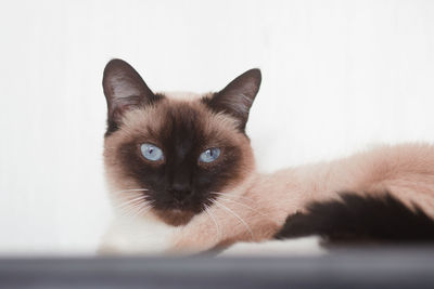 Close-up portrait of a cat