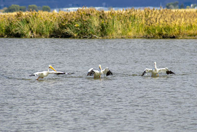 Ducks swimming in lake