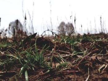 Close-up of grass on field during winter