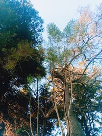 Low angle view of trees against sky