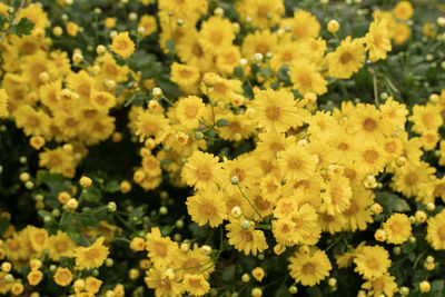 Close-up of yellow flowering plant