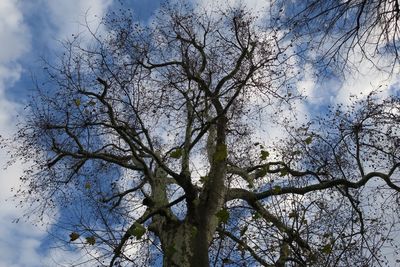 Low angle view of bare tree against sky