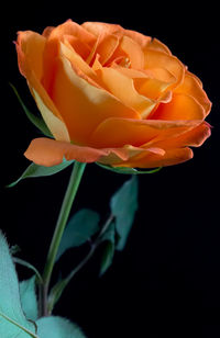 Close-up of rose over white background