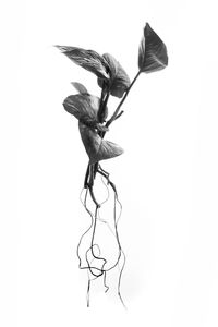 Close-up of leaves against white background