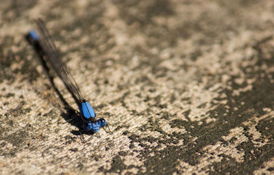 High angle view of insect on rock