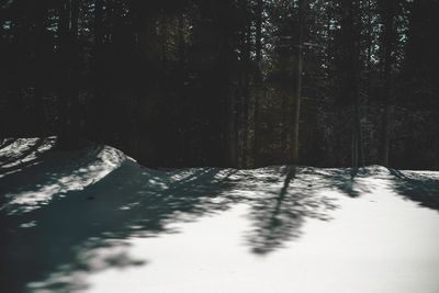 Trees in forest during winter