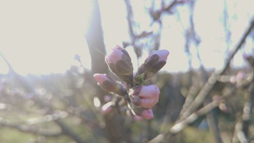 Close-up of flower buds on tree