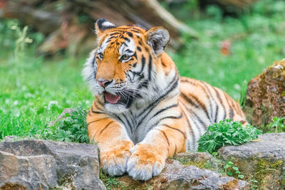 Cat relaxing on rock in zoo