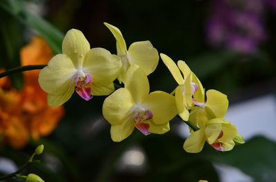 Close-up of yellow flowers blooming outdoors