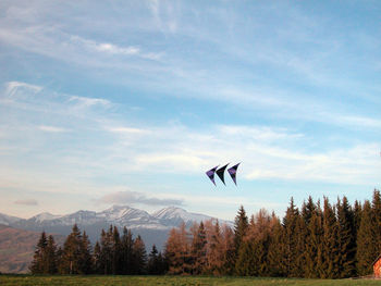 Kite flying on a meadow on a windy summer day