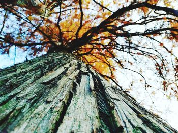 Low angle view of tree against sky