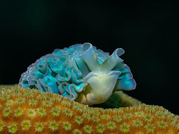 macro photography