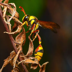 Close-up of insect on flower