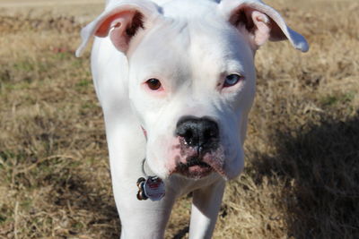 Close-up portrait of dog